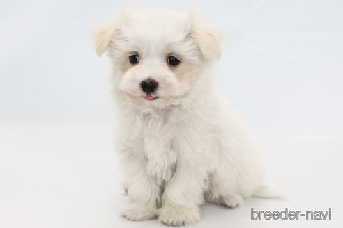 成約済の神奈川県のマルチーズ-296598の1枚目